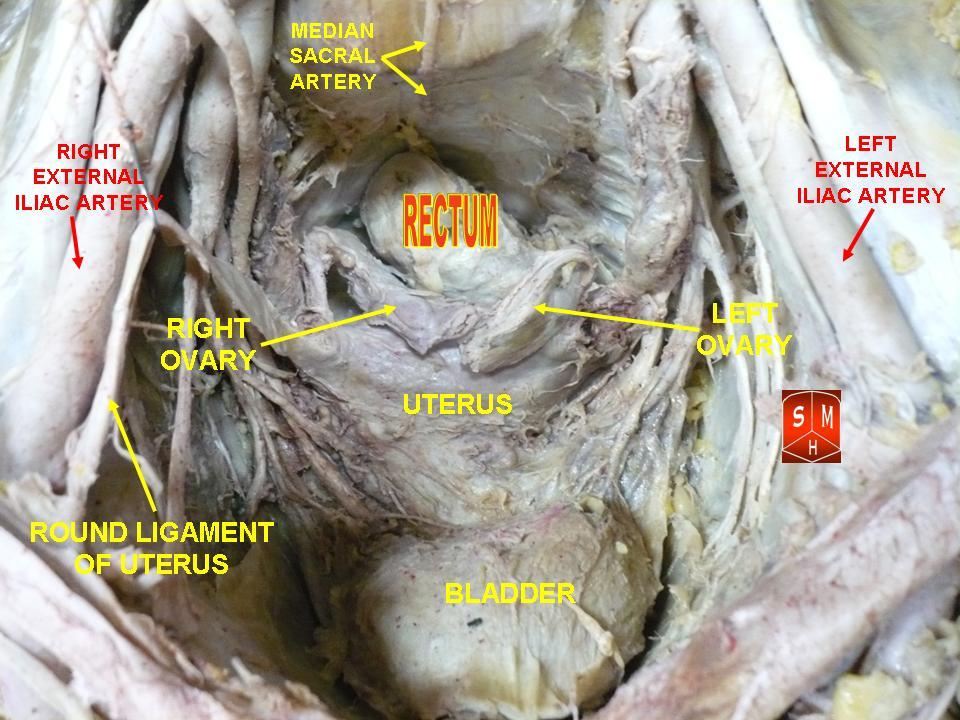 rectum