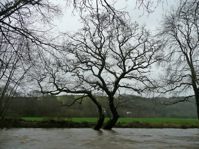 File:Riverbank trees - geograph.org.uk - 665116.jpg