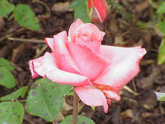 File:Rosa 'Carlita' sp.63.jpg