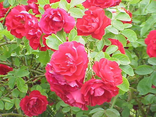 Fichier:Rosa sp.108.jpg — Wikipédia