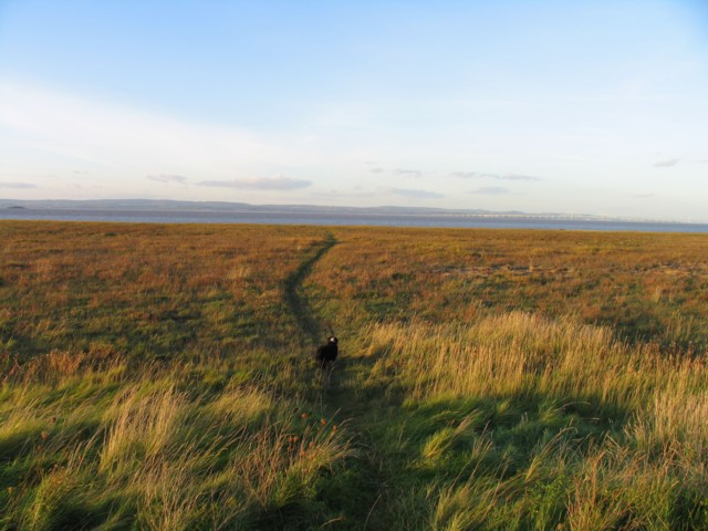 Salt marsh by the Bristol Channel - geograph.org.uk - 1054481