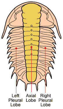 Trilobation longitudinale du corps chez les trilobites (vue dorsale ; en anglais).