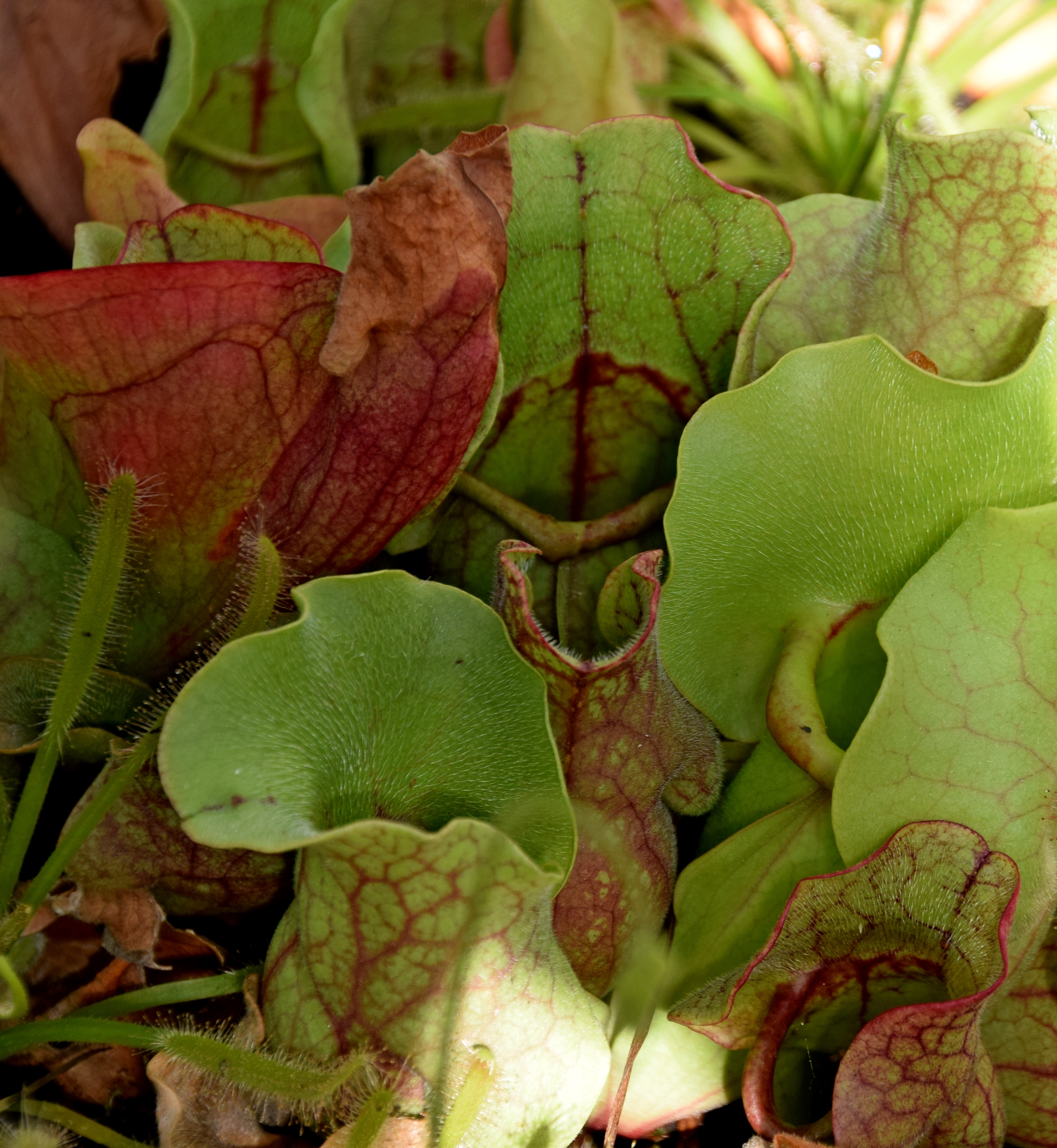 Сумеречная саррацения варфрейм. Sarracenia purpurea гомеопатия. Саррацения Каптур. S. orbicularis var.purpurea. Фото саррацении ФИОНЫ.