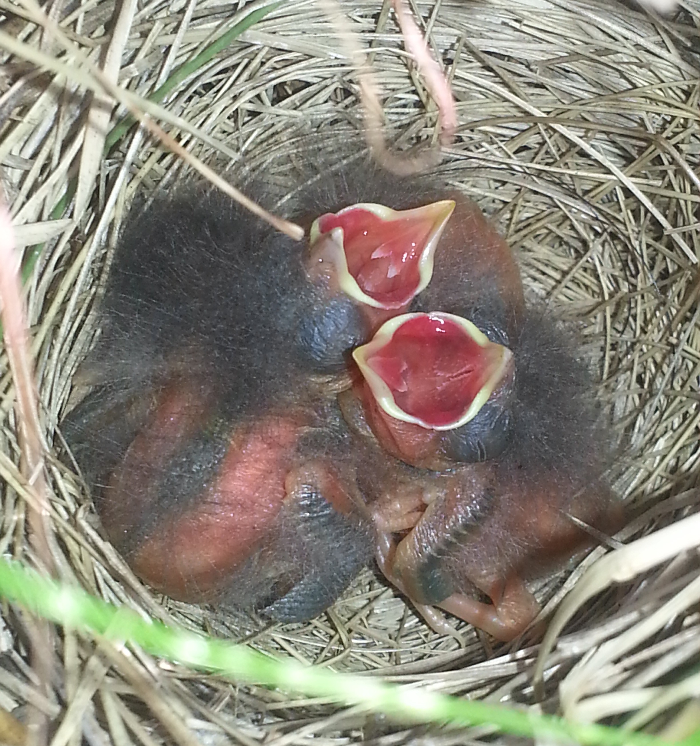 cute baby birds in nest