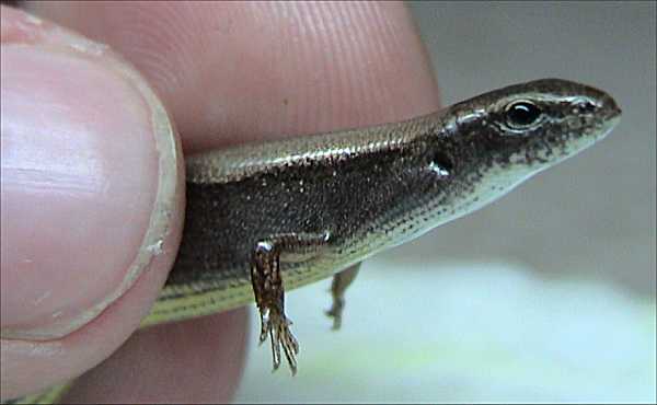 Skink seen in northern New Jersey! : r/Lizards