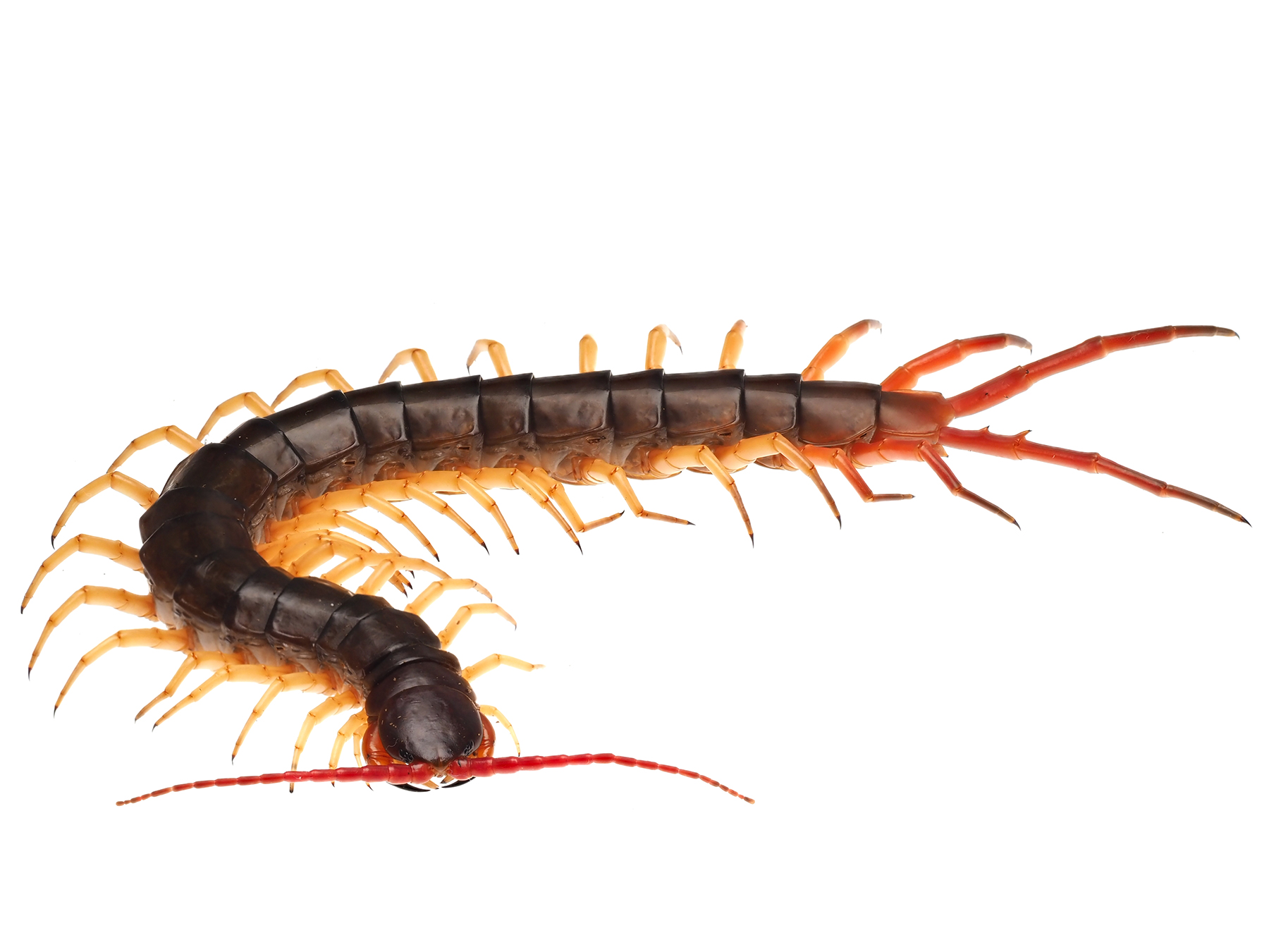 File Scolopendra Dehaani Vietnam ベトナムオオムカデ M イエローレッグ Ad W Jpg Wikimedia Commons