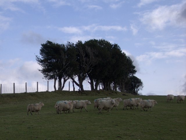 Sheep walking Glyndwr's Way - geograph.org.uk - 676965