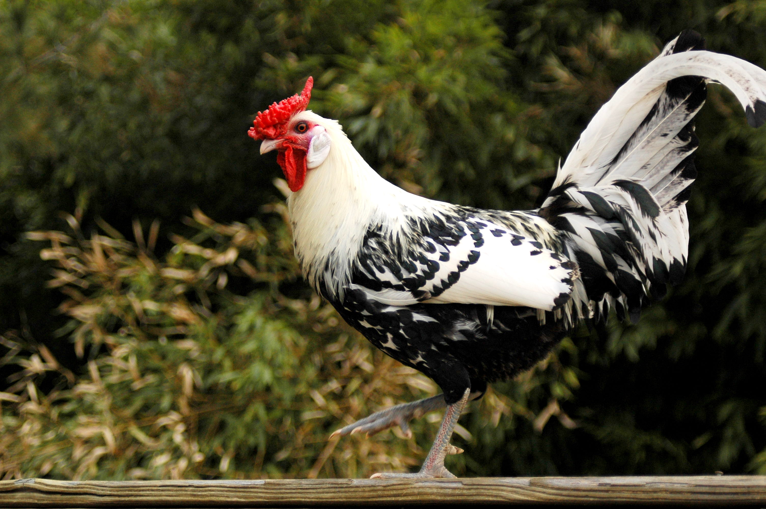 Hamburg Chicken Breed Facts