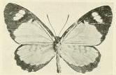 <i>Telipna hollandi</i> Species of butterfly