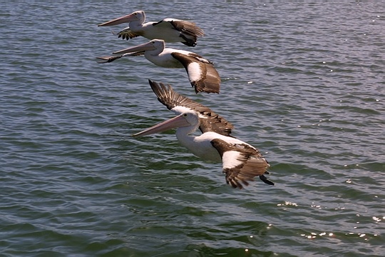 File:Three pelicans.jpg