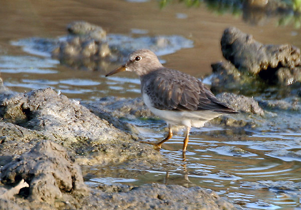 File:Timminck's Stint (Breeding plumage) at Hodal I IMG 9618.jpg