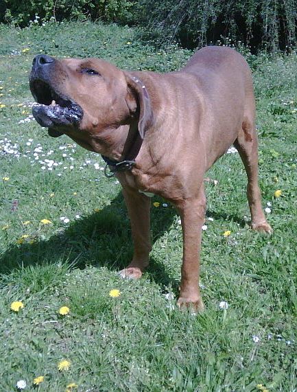 Dog fighting - Simple English Wikipedia, the free encyclopedia