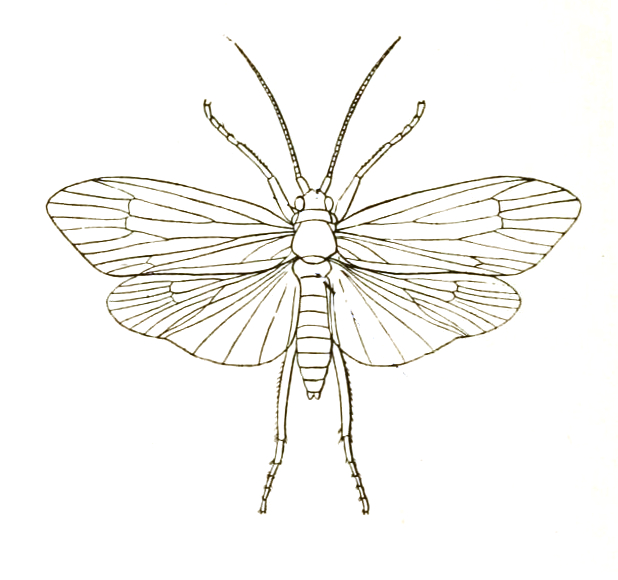 File:Trichoptera Anabolia icon.jpg