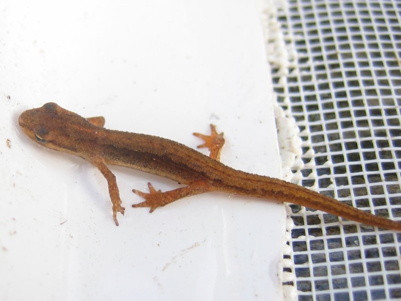 File:Triturus vulgaris.jpeg