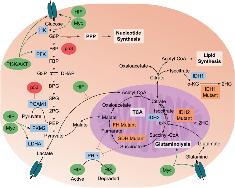 Metabolism - Wikipedia