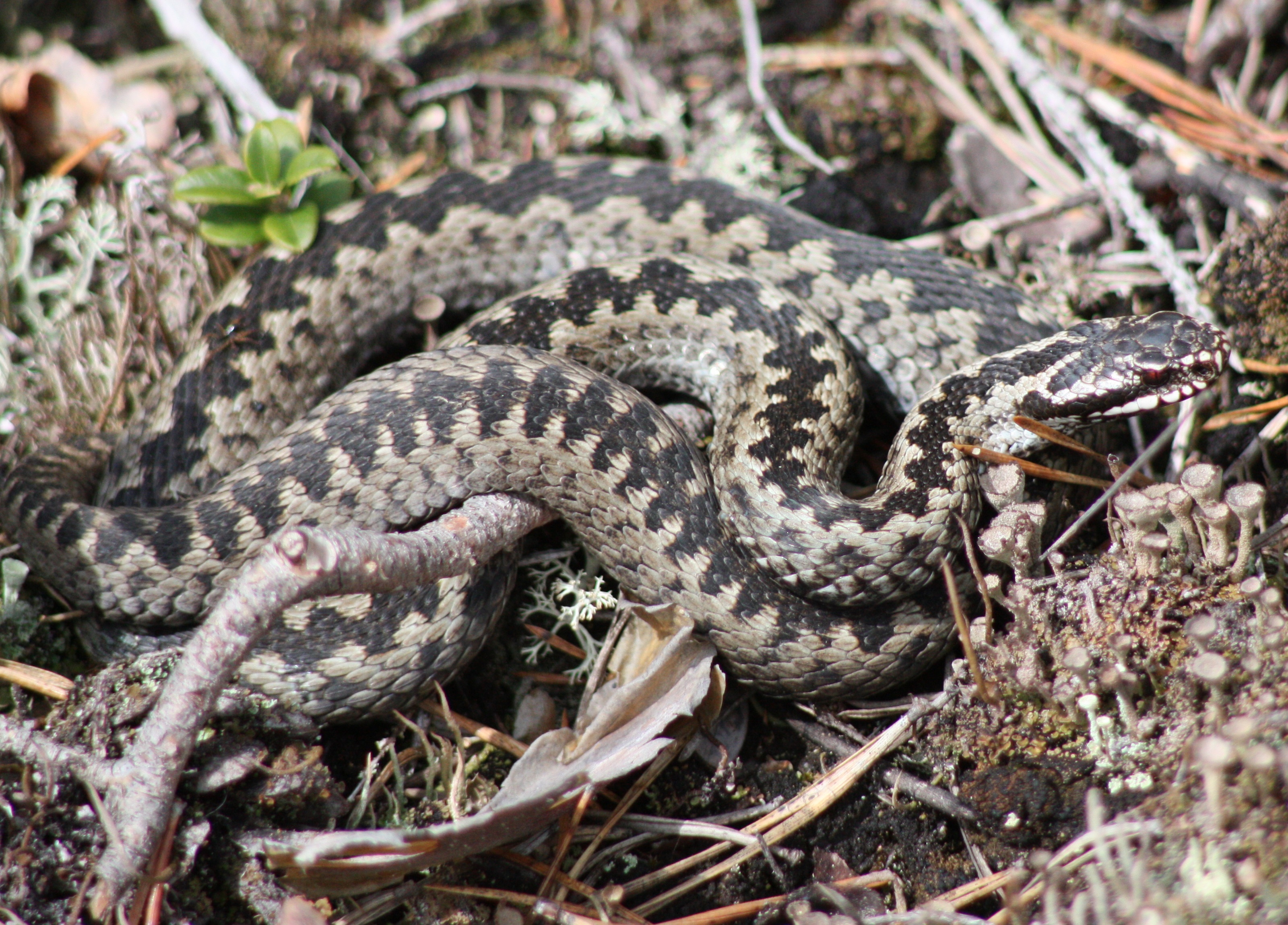 Название гадюки. Степная гадюка щитомордник. Vipera berus гадюка. Щитомордник змея Дальневосточный. Гадюка армянская (Vipera xanthina).