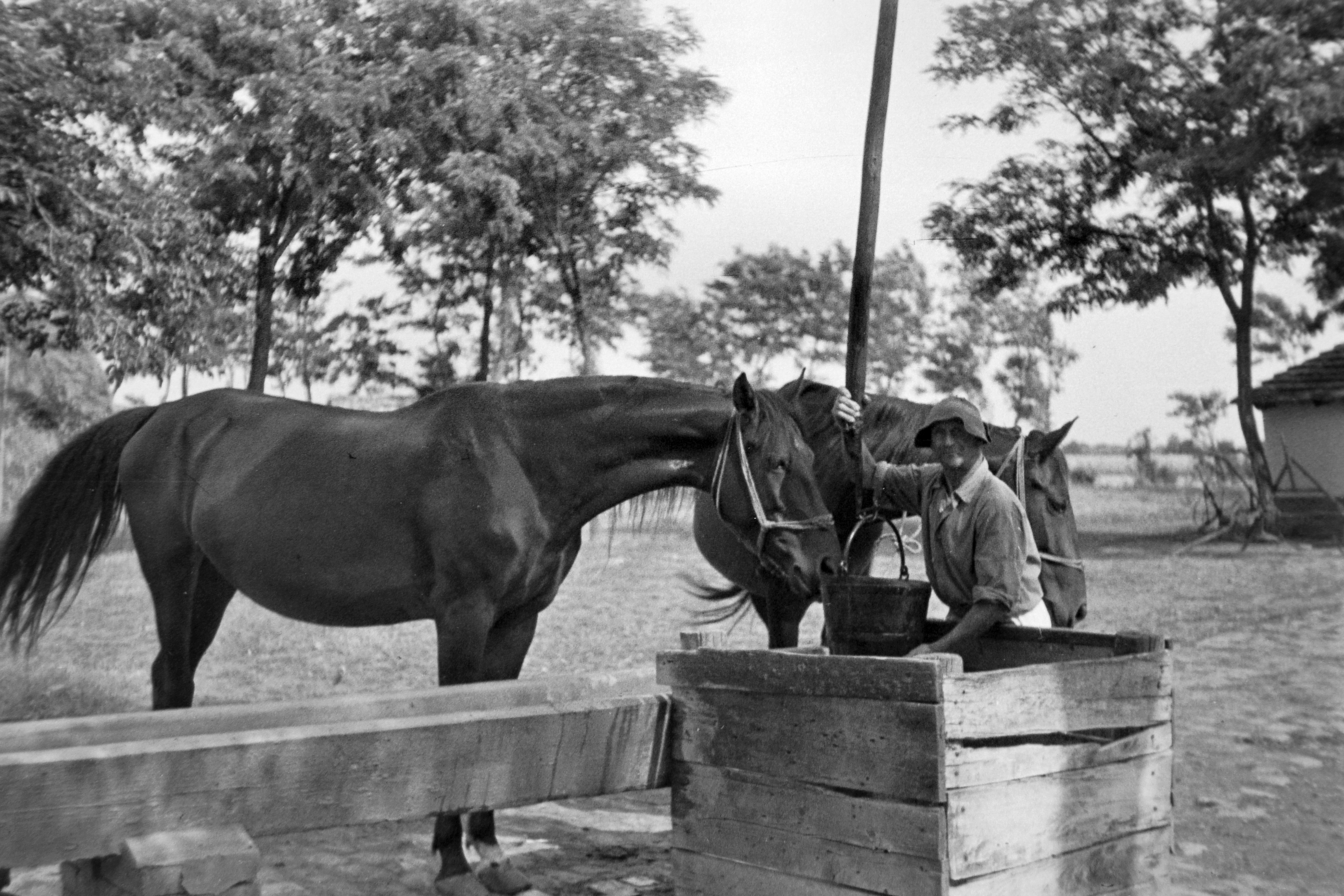 Image result for horse drinking from well