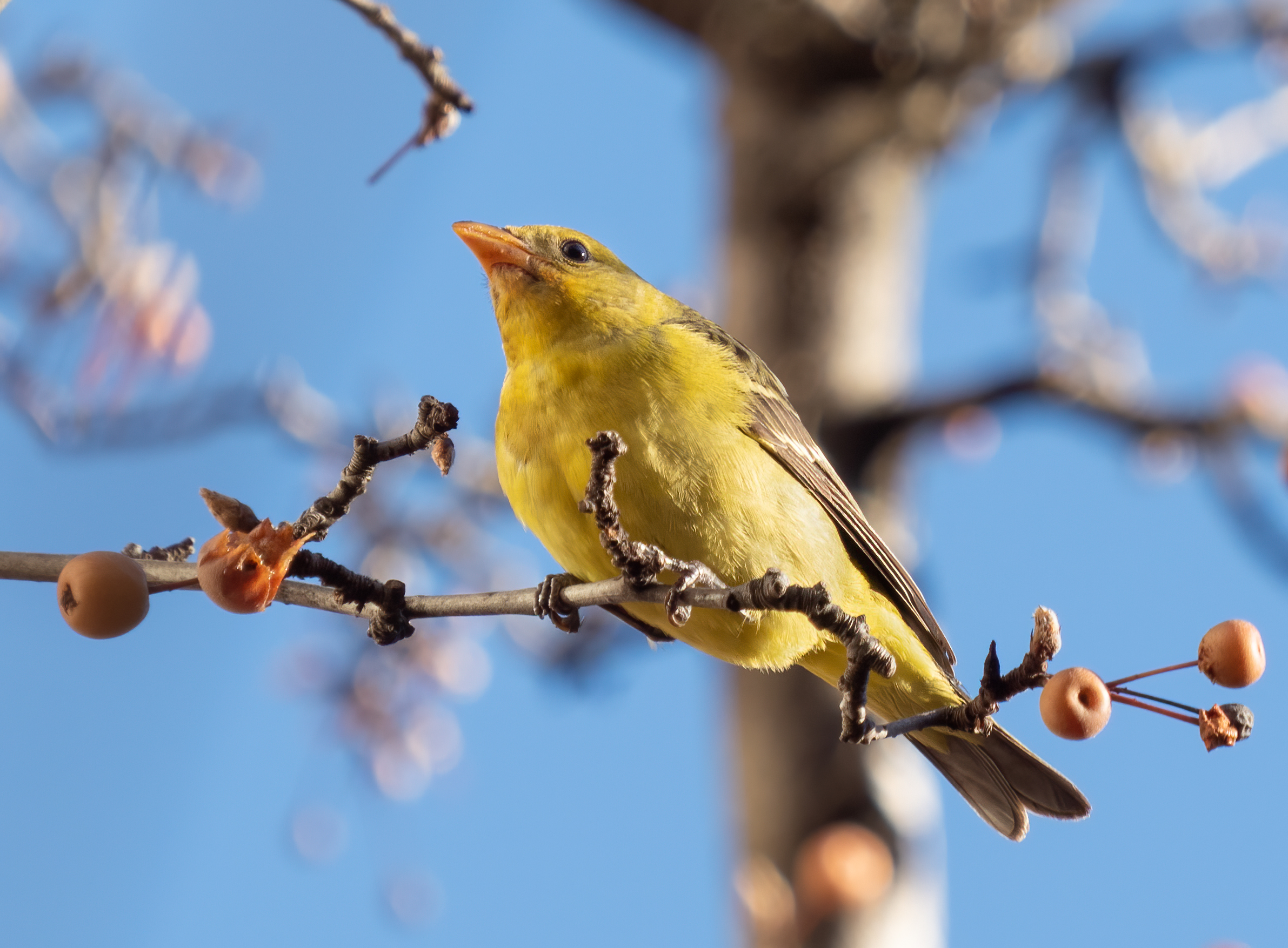 Western tanager in Chelsea (75366)