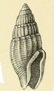 <i>Zafra townsendi</i> Species of gastropod