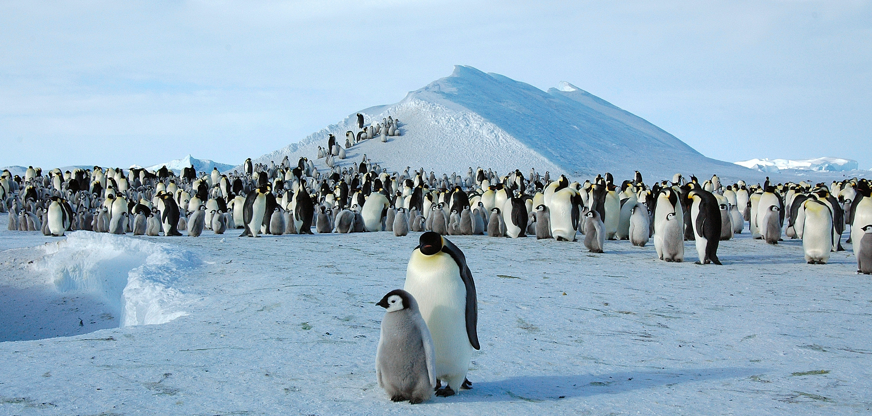 Emperor Penguin: Most Up-to-Date Encyclopedia, News & Reviews