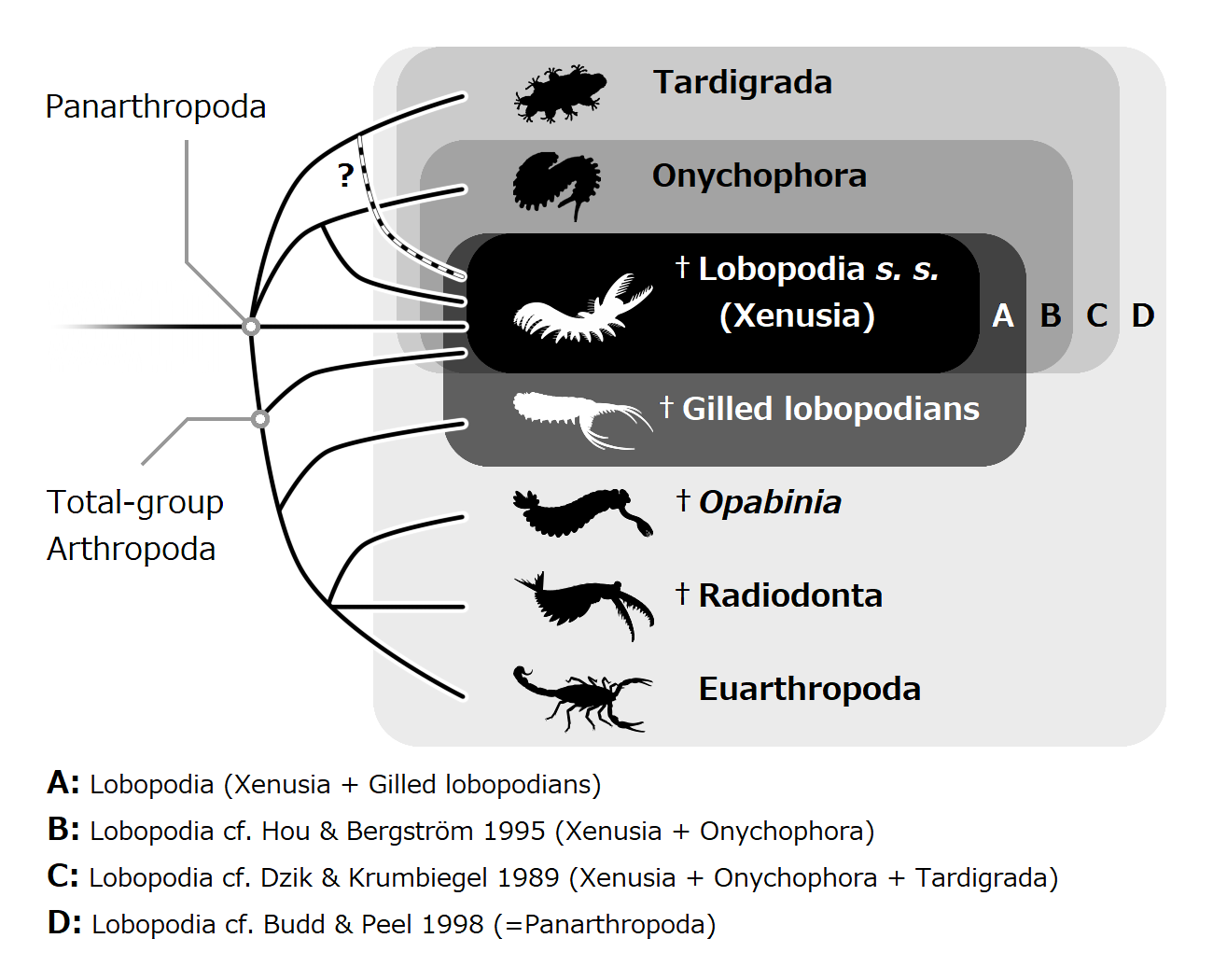 20210817 Lobopodia Lobopodian Lobopod definitions.png