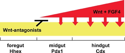 File:A model of endoderm patterning by Wnt and FGF..jpg