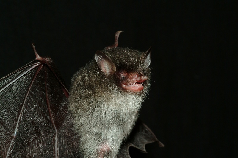 File:Beelzebub bat 1.jpg