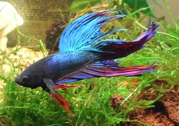 File:Betta splendens colore.JPG