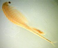 Conservancy fairy shrimp species of crustacean