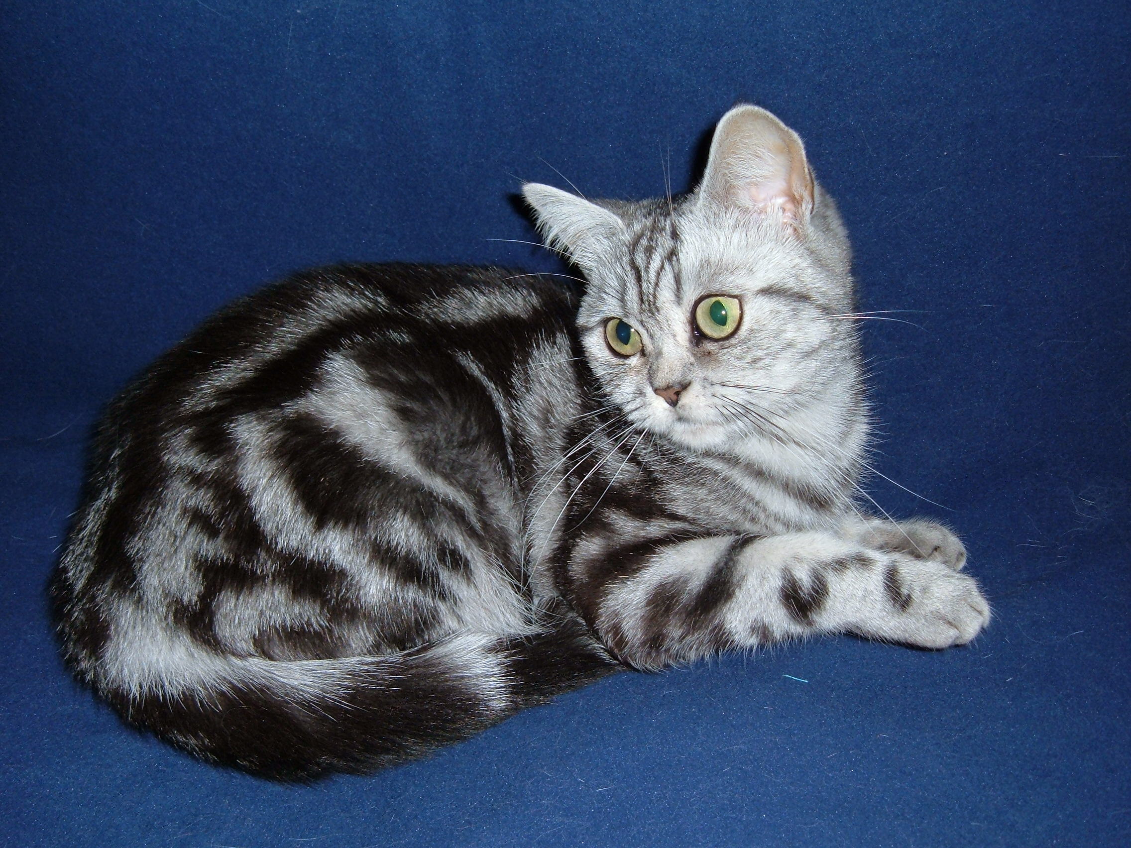 Mariner Vi ses Kano File:British Shorthair, Classic Tabby.jpg - Wikimedia Commons