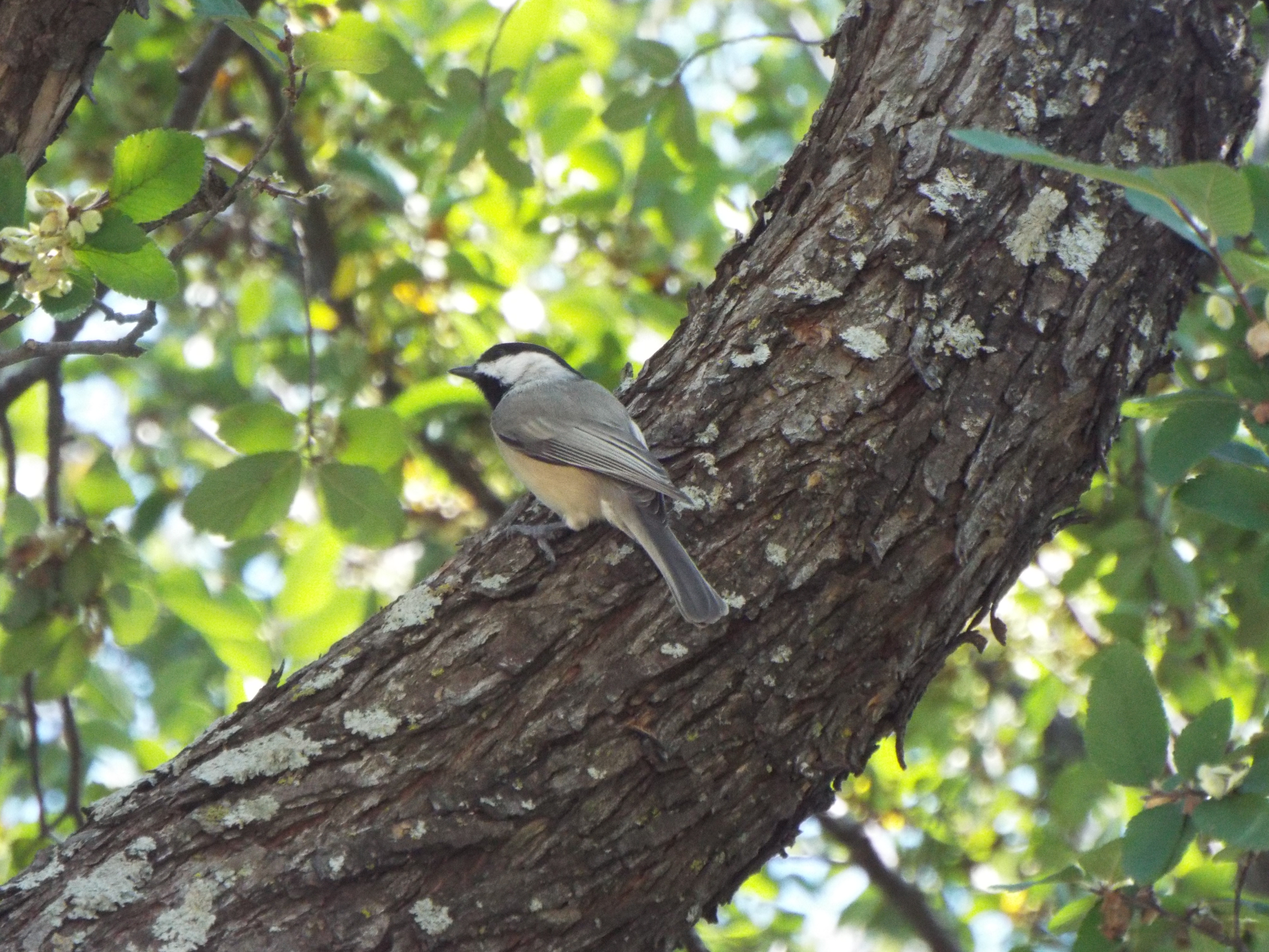 Poecile carolinensis. Poecile carolinensis в полете. Early afternoon