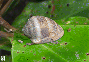 <i>Cassidula nucleus</i> Species of gastropod