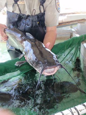 File:Channel catfish held by USFWS.jpg