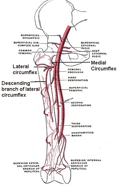 File:Circumflex femoral arteries.png
