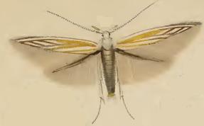 <i>Coleophora currucipennella</i> Species of moth