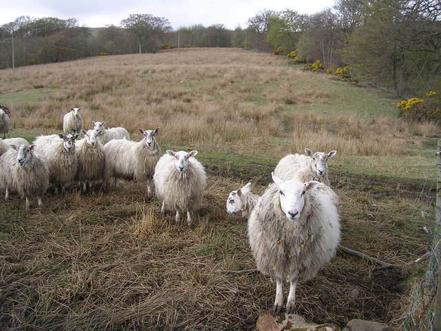 File:Confrontational Sheep on Whin Loan, near Kilsyth - geograph.org.uk - 162069.jpg