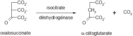 File:Cycle de Krebs 05.png