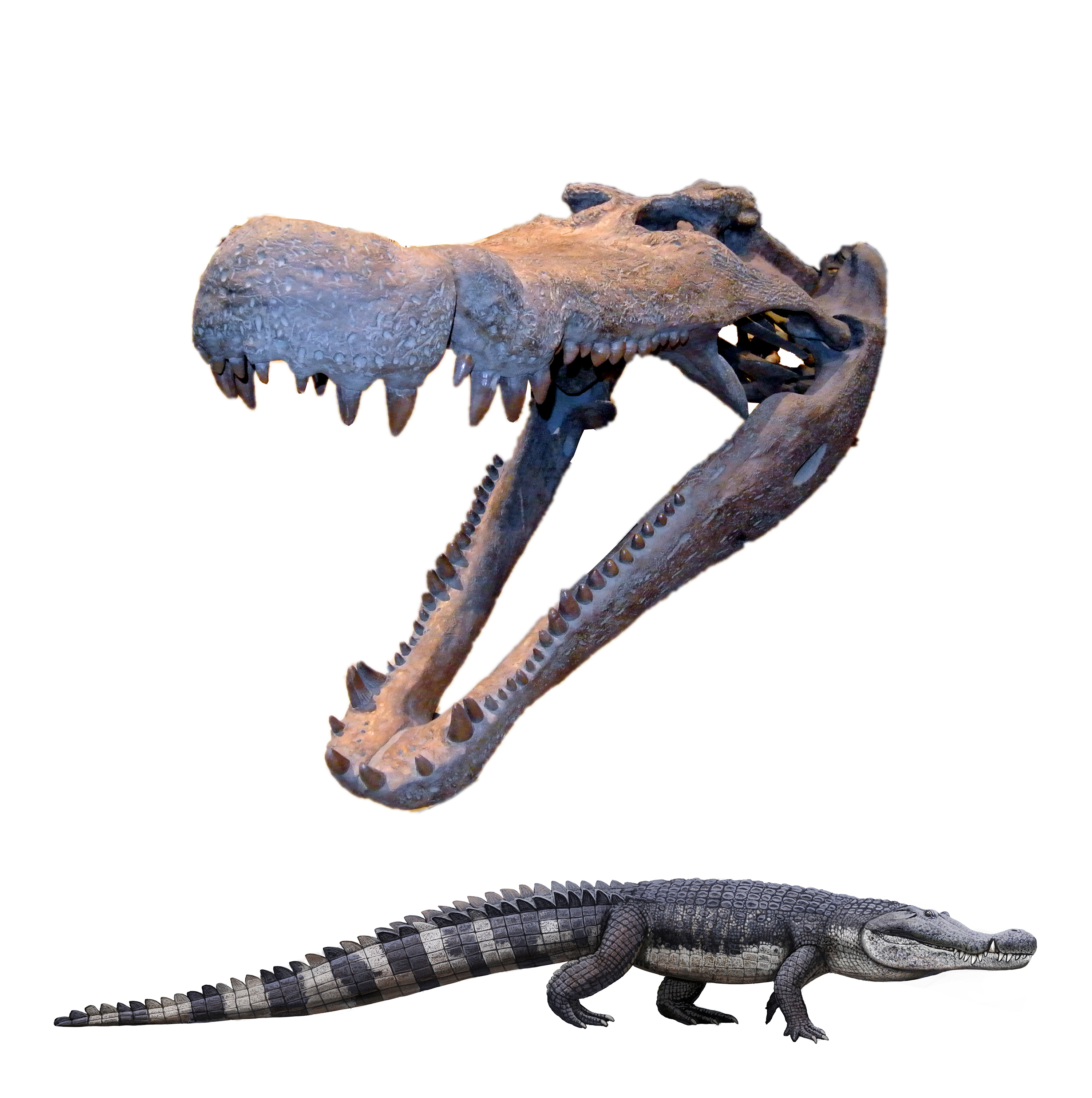 Deinosuchus Pictures - AZ Animals