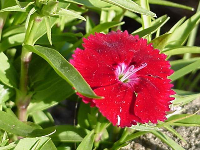 File:Dianthus red01.jpg