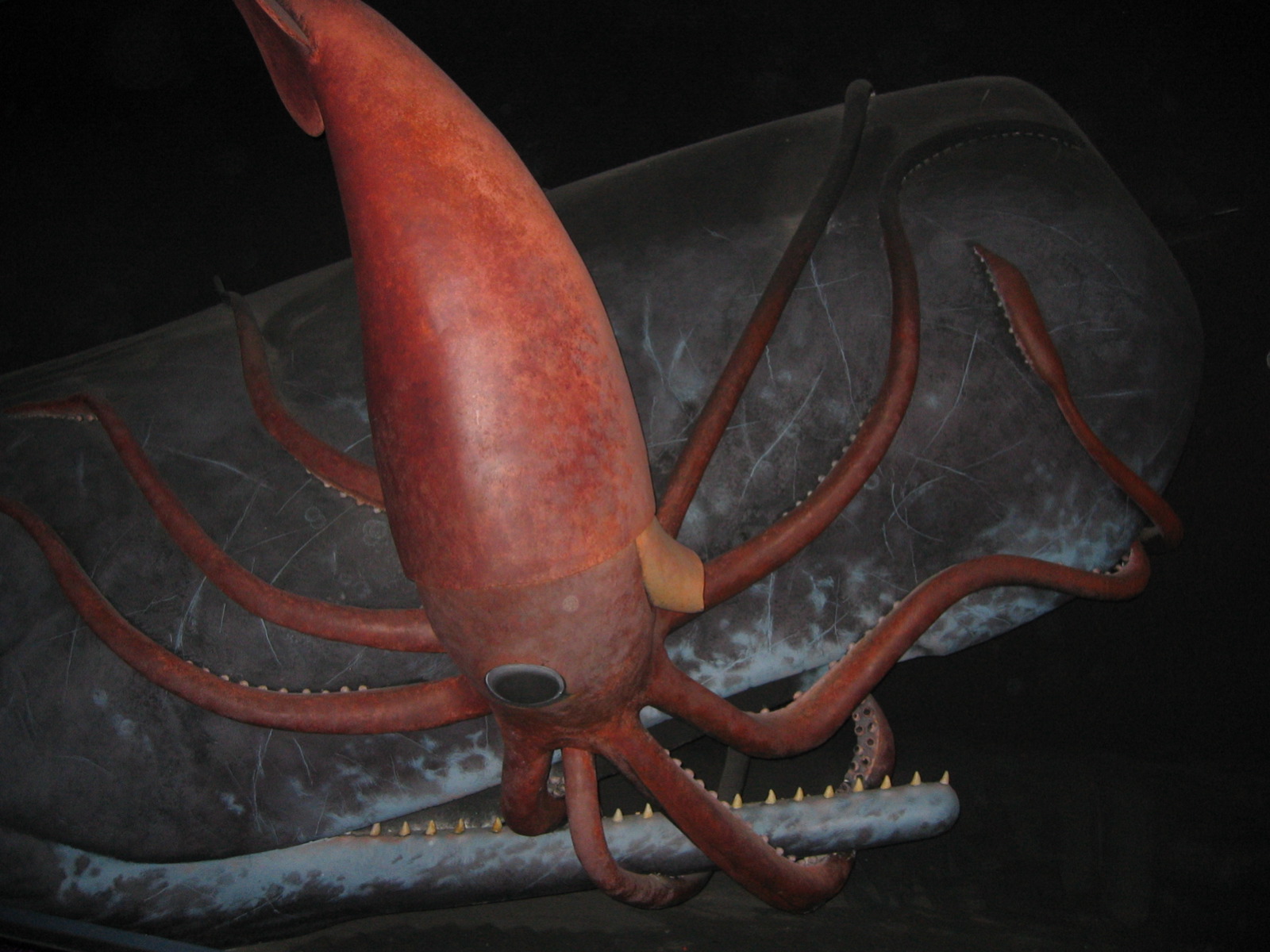 Giant Squid and Sperm Whale exhibit at the American Museum of