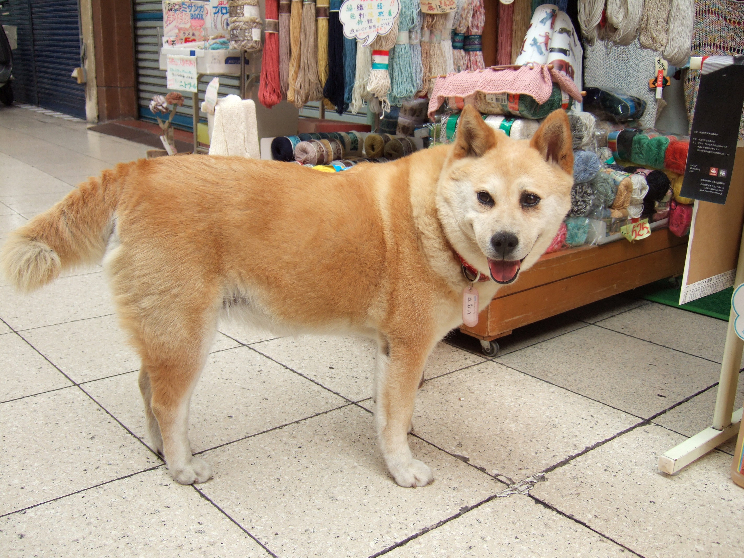 File:Dobyn onomichi guide dog.jpg - Wikimedia Commons