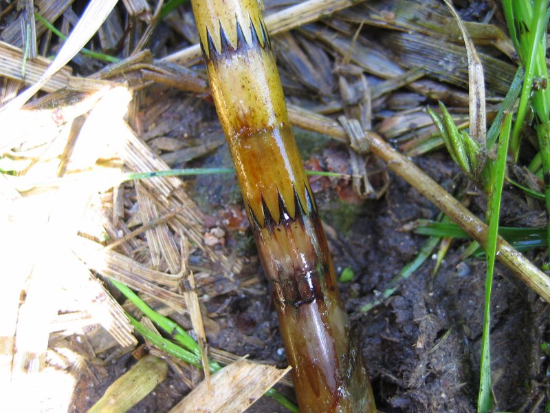 File:Equisetum fluviatile detail.jpeg