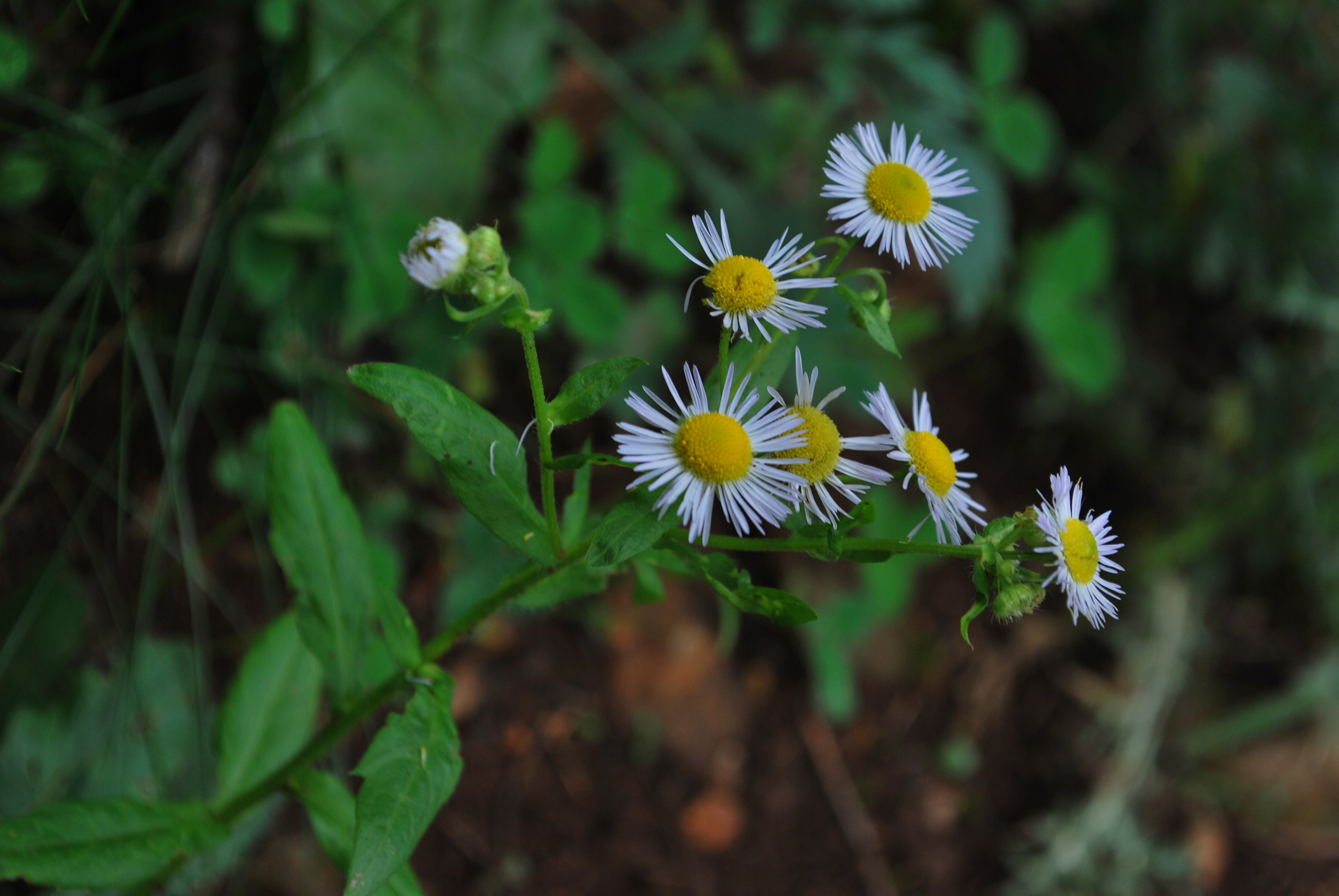 Erigeron macranthus Clear Blue русское название