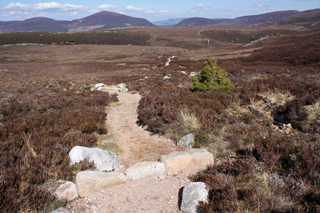 Footpath, Glenmore Forest Park - geograph.org.uk - 1261058