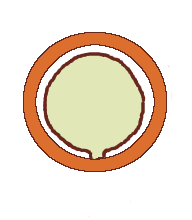 File:Fruit morphology nut longitudinal section.png