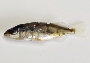 <span class="mw-page-title-main">Blackspotted stickleback</span> Species of fish