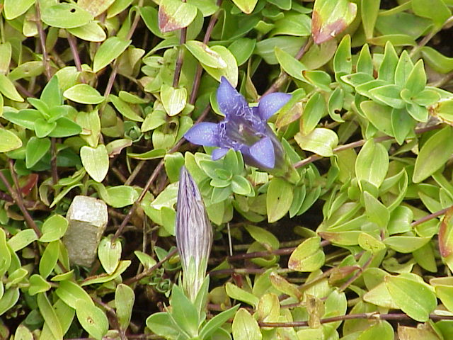 File:Gentiana septemfida0.jpg