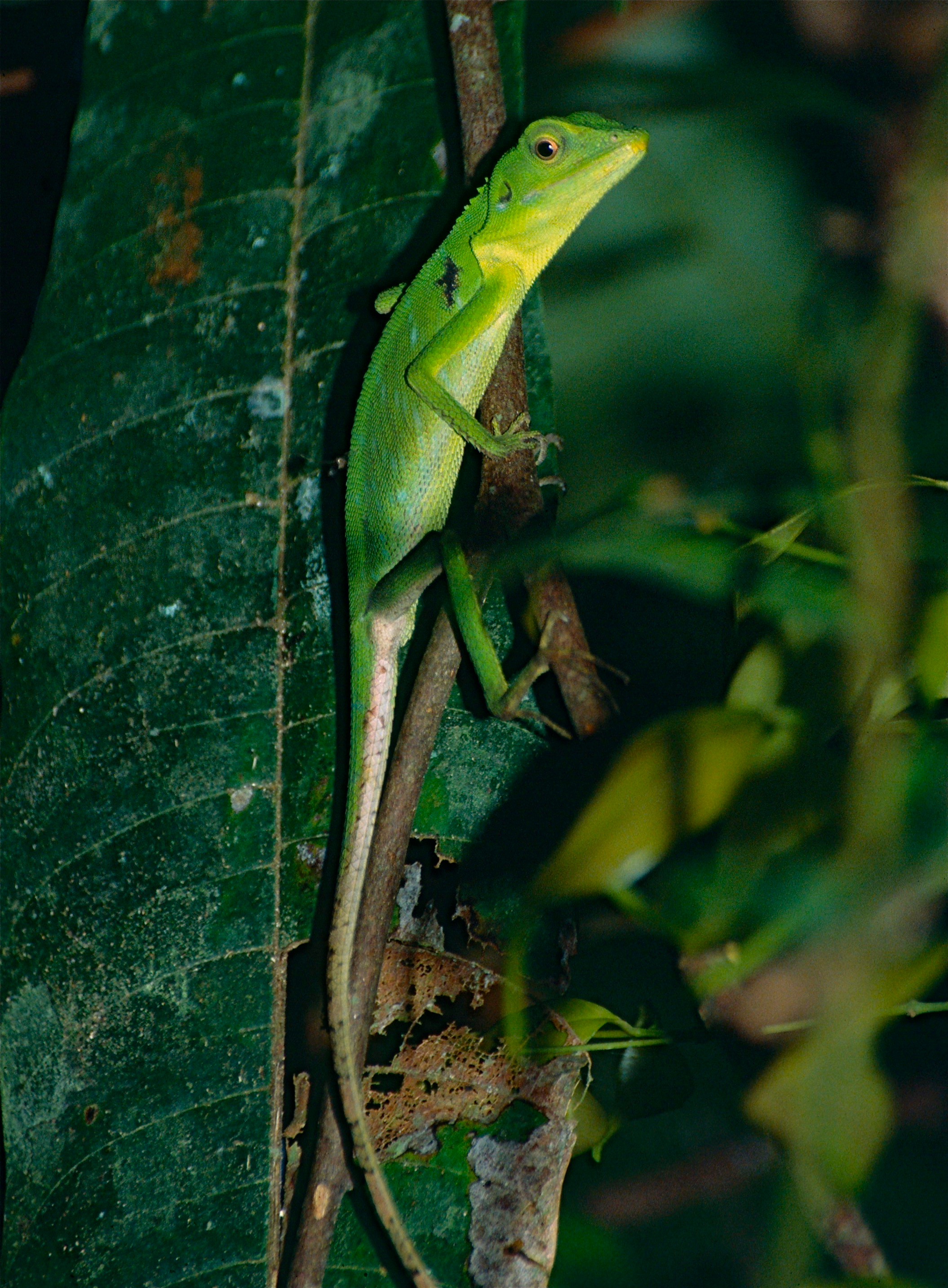 Green Crested Lizard (Bronchocela cristatella) (14256062542).jpg