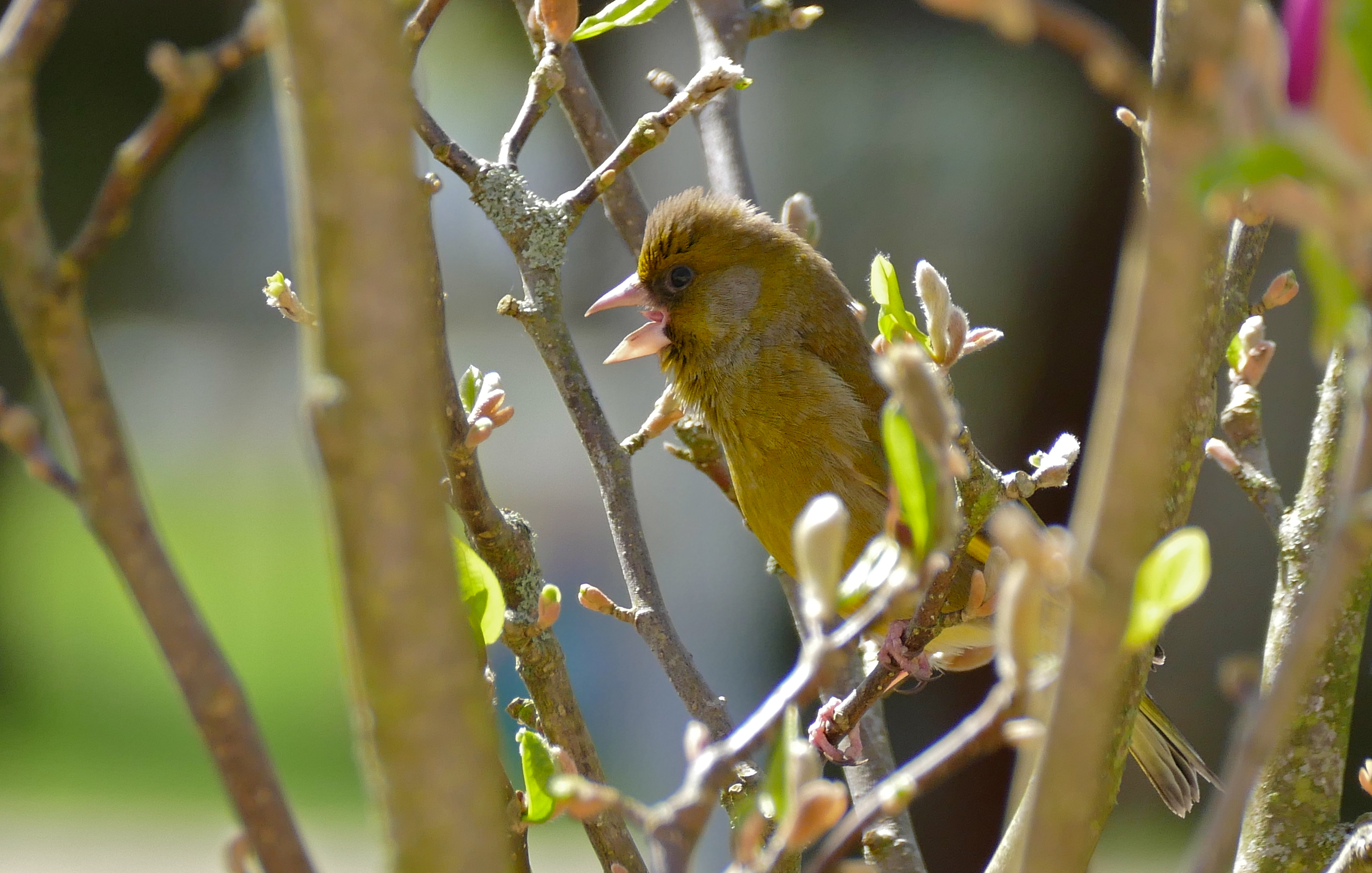 Greenfinch (Carduelis chloris) (17024880119).jpg