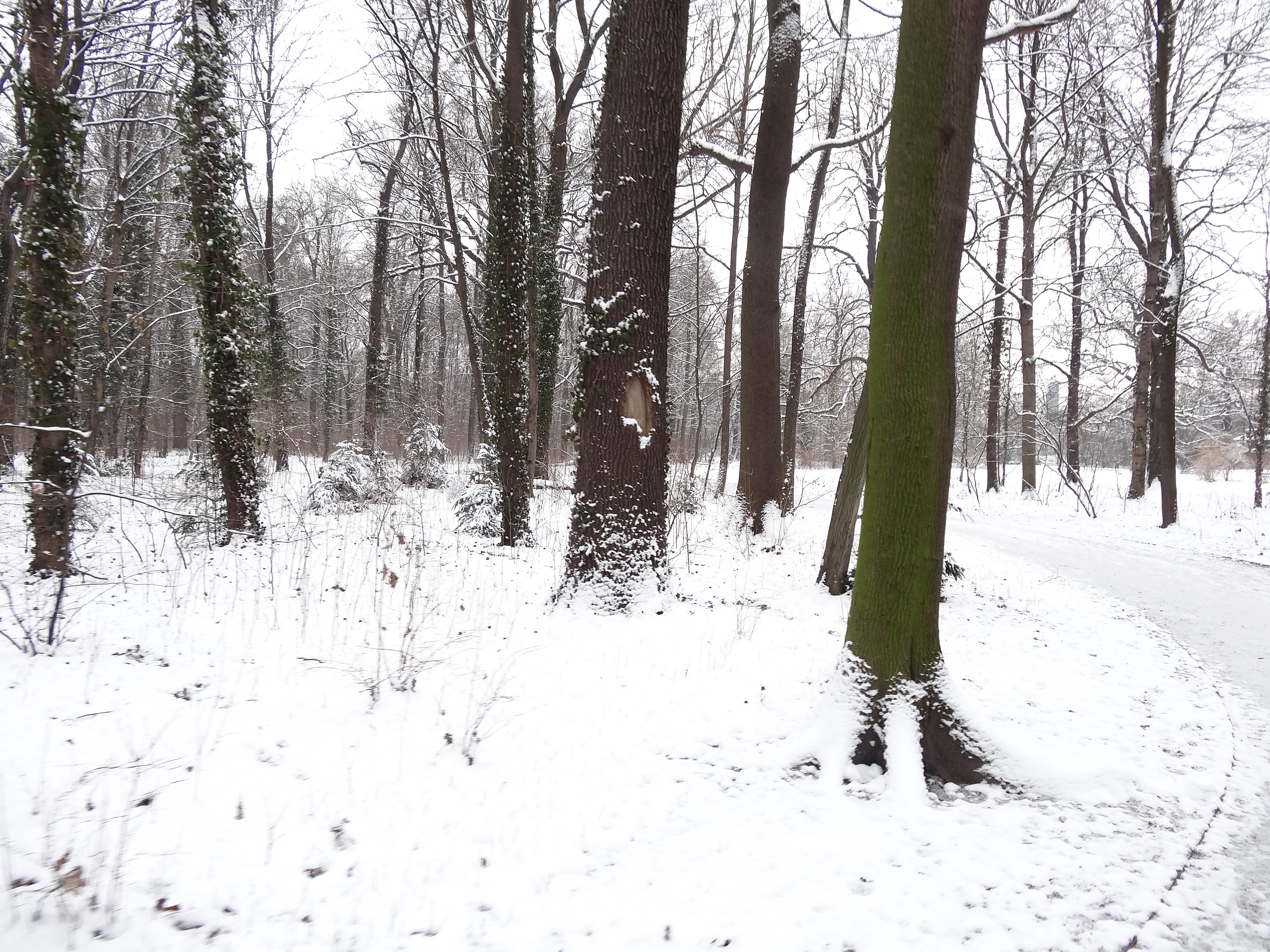 File Grosser Garten Dresden In Winter 1096 Jpg Wikimedia Commons